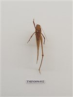 藏品(直翅目(2))的圖片